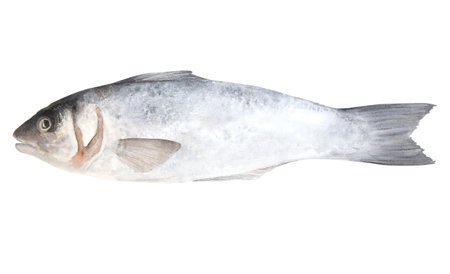 Watercolor illustration of raw fish sea bass isolated on white backgroundの写真素材