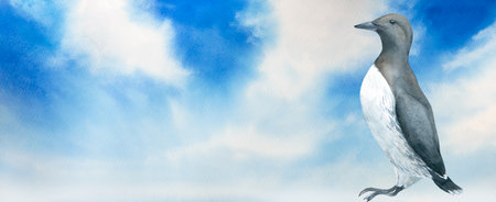 watercolor illustration of landscape, blue sky with white clouds and guillemotの写真素材