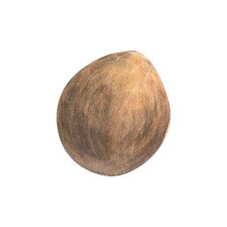 Watercolor illustration of around brown avocado pit, isolatedの写真素材