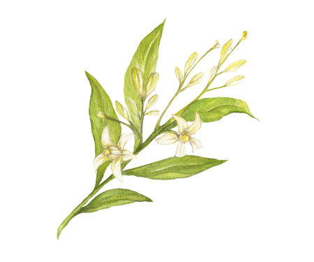 Watercolor illustration of avocado flowers and leaves, isolatedの写真素材