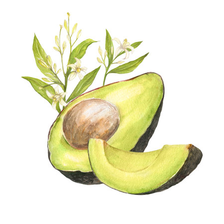 Watercolor botanical illustration of avocado hass and cutted avocado with pit and flowers with leaves, isolatedの写真素材