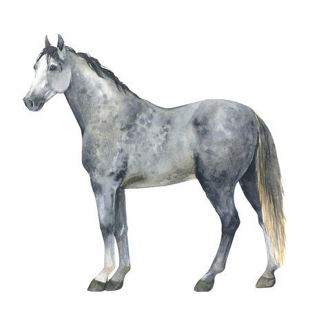 Watercolor illustration of a grey horse,standing. Isolated gray pony. For cards, prints, decorの写真素材