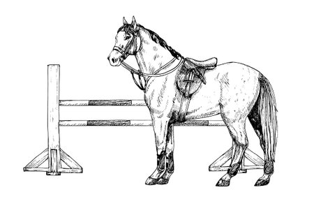 Graphic vector illustration of horse and barrier for show jumping and horse jumping, white and red poles. Equipment for horse riding. Isolated. For cards, prints, decorのイラスト素材