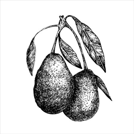 Avocado hass on a branch graphic vector illustration, hand drawn sketch of vegetable, leaves. Botanical drawing of tropical fruit. Engraving for food packaging design. Plant sketchのイラスト素材