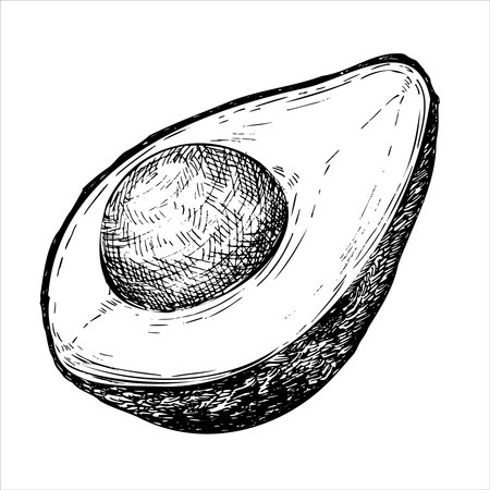Avocado hass graphic vector illustration, hand drawn sketch of vegetable,sliced avocado. Botanical drawing of tropical fruit. Engraving for food packaging design. Plant sketchのイラスト素材