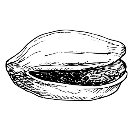 Pistachio nut graphic vector illustration . Botanical drawing sketch stylized. Isolated. Hand drawn, suitable for food packaging designのイラスト素材