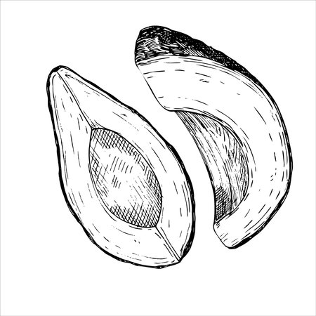 Avocado hass graphic vector illustration, hand drawn sketch of vegetable,sliced avocado. Botanical drawing of tropical fruit. Engraving for food packaging design. Plant sketchのイラスト素材