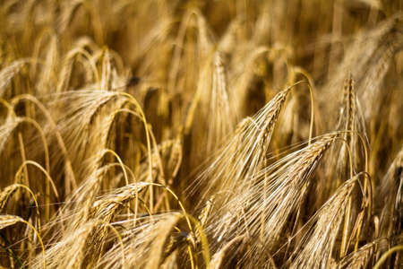 Field of cerealsの写真素材