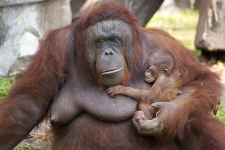 Orangutan infant cling to the motherの写真素材