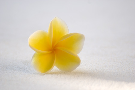 Yellow frangipani on white fluffy backgroundの写真素材