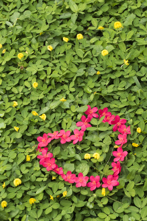 Pink flower in love shapeの写真素材