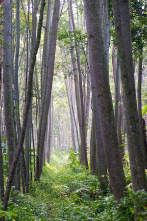 Rows of trees in tropical forests