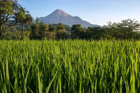 Paddy rice field in the morning with mountain background