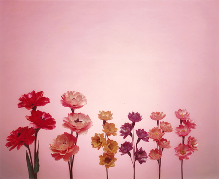 Flowers with pink backgroundの写真素材