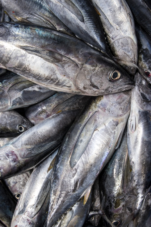 Bluefin Tuna Fish close upの写真素材