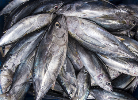 Bluefin Tuna Fishの写真素材