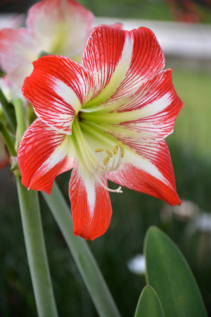 Red and white Lily flower in gardenの写真素材