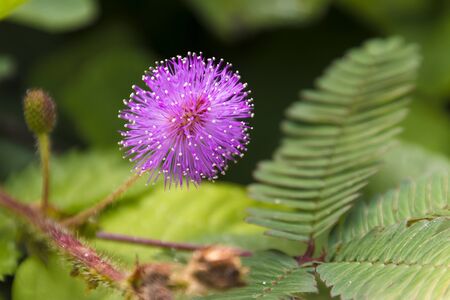 Wild weeds - Mimosa pudica (sensitive plant, sleepy plant, action plant)  in the forestの写真素材