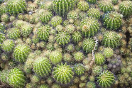 Various types of cactus in the gardenの写真素材