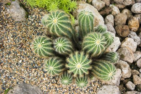 Various types of cactus in the gardenの写真素材