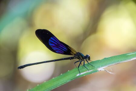 Small beautiful black dragonfly closeupの写真素材