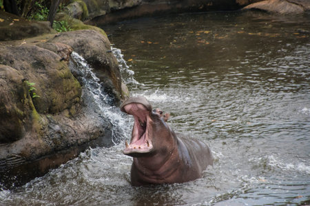 Hippopotamus in the water