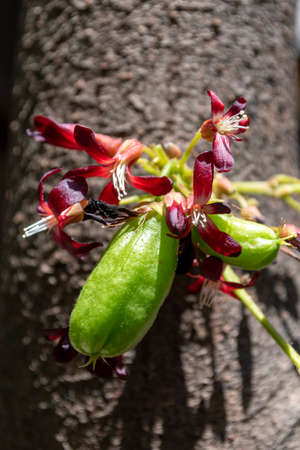 Averrhoa bilimbi (Blimbing Wuluh) and its flowers, a small tropical tree native to Malaysia and Indonesiaの写真素材