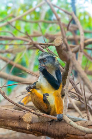 Cute little monkey sitting on a tree branch.の写真素材