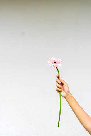 Gerbera flower on a white backgroundの写真素材