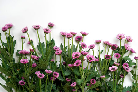Purple ester flowers on a white background