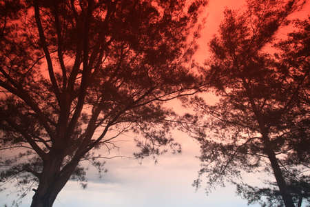 red sky views on the beach in the afternoonの写真素材