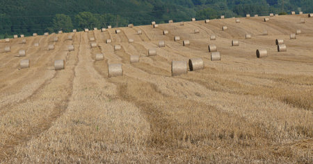 wheatfield after harvest