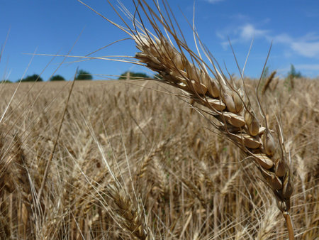 Before harvest