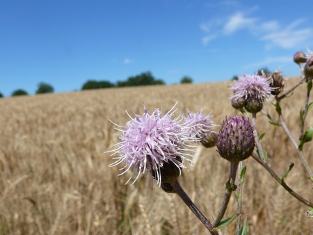 Wheat field with thistleの写真素材