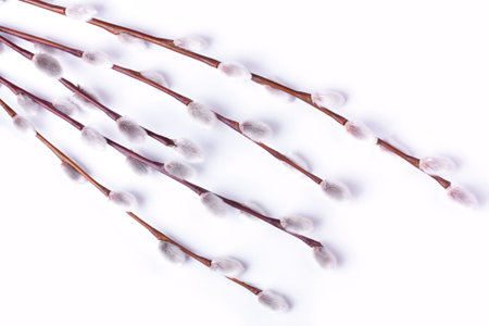 branch with catkins on a white background