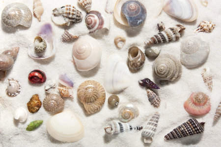 seashells and white sand close-up