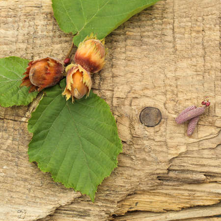 freshly picked hazelnuts on the background of the old boardの写真素材