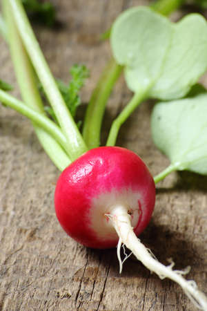Fresh radishes on a wooden table, selective focusの写真素材