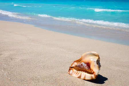 Sea shells on the sandy beach on a background of blue seaの写真素材
