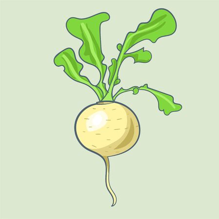 Turnip icon in flat style isolated on white background. /Turnip icon in flat style. Isolated object, logo. Vegetable from the farm. Organic food. Vector illustration.のイラスト素材