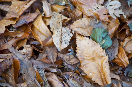 Dry leaves on the ground