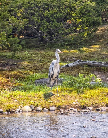 Heron next to a riverの写真素材