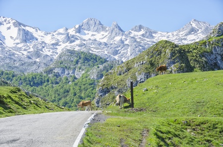 National Park Picos de Europa in Asturias の写真素材