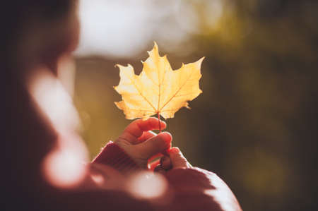 child holding orange leaf in autumn no faceの写真素材