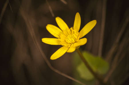 macro photo wild yellow spring flowers primroseの写真素材
