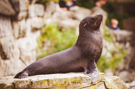 young sea lion seal posing on rockの写真素材