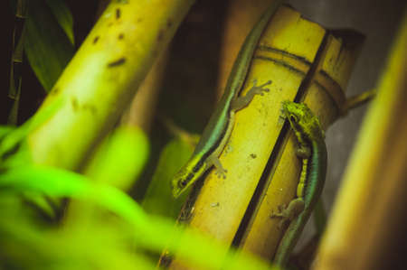 two green lizard on bamboo close upの写真素材