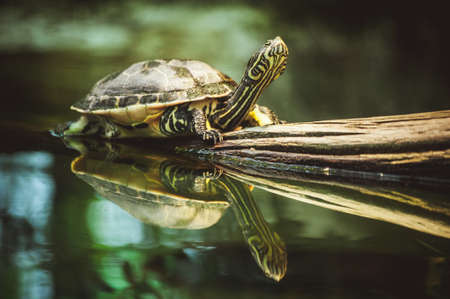 young turtle sitting on branch reflection in waterの写真素材