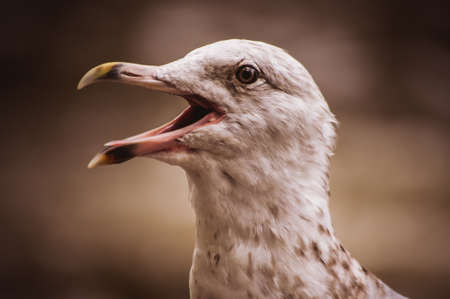 Seagull standing on a wooden post portraitの写真素材