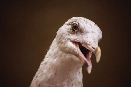 Seagull standing on a wooden post portraitの写真素材